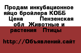 Продам инкубационное яйцо бройлера КОББ-500 › Цена ­ 25 - Пензенская обл. Животные и растения » Птицы   